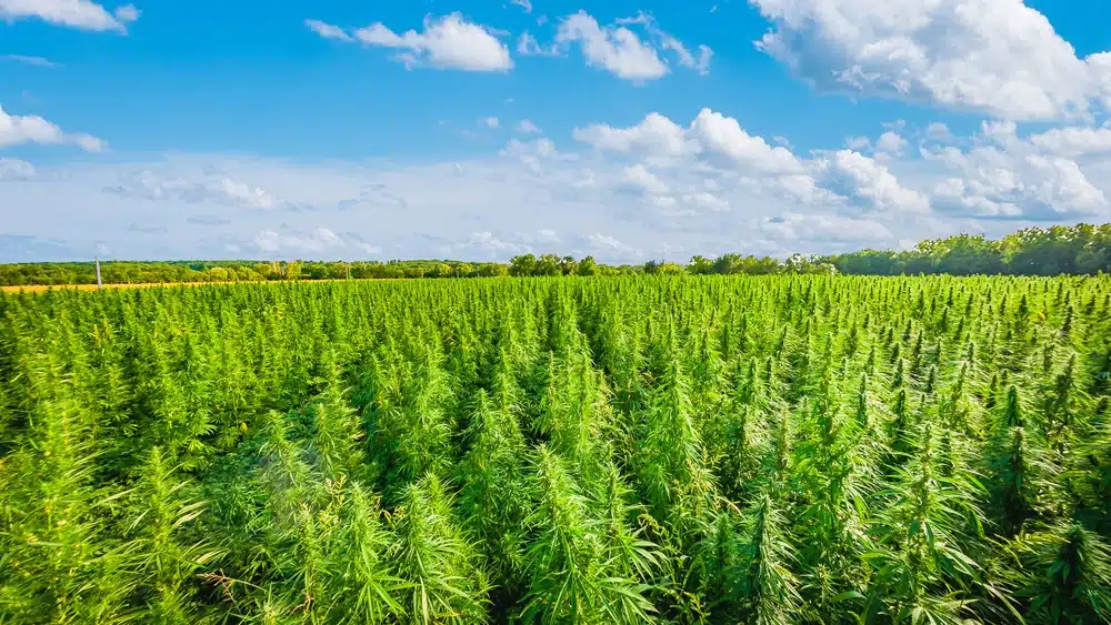 A scenic photo of cannabis growing under a blue sky