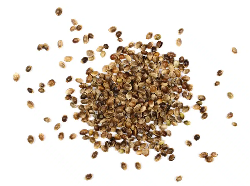 An assortment of marijuan seeds on a white background