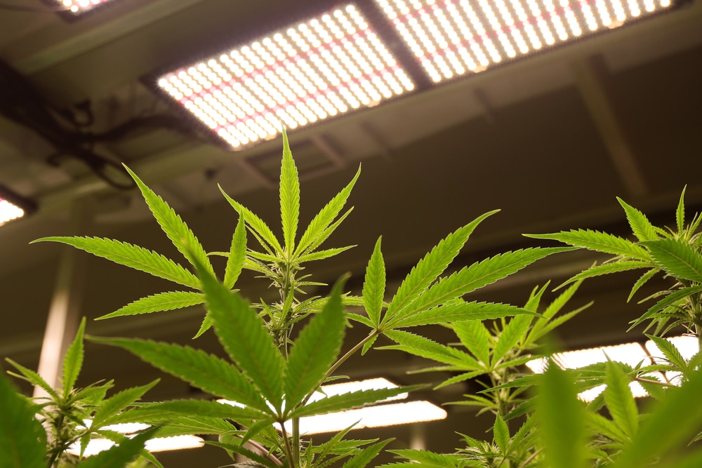 marijuana plants growing under full spectrum LED lights