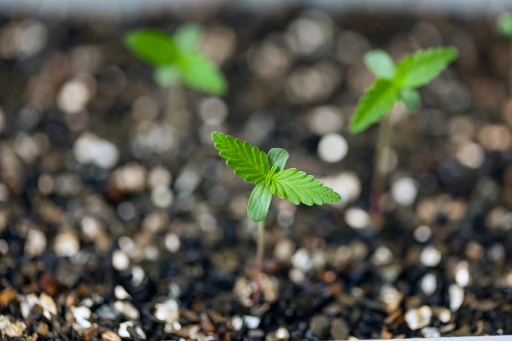 three marijuana seedlings sprouting from soil