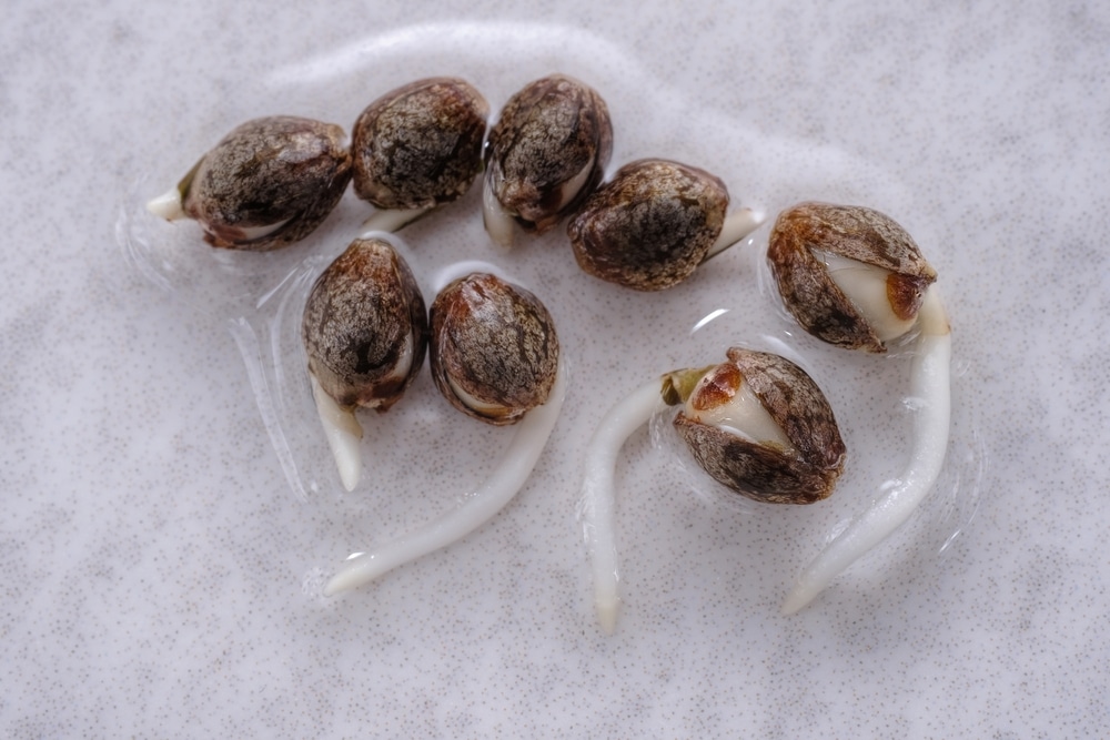 Sprouted marijuana seeds with the taproots visible