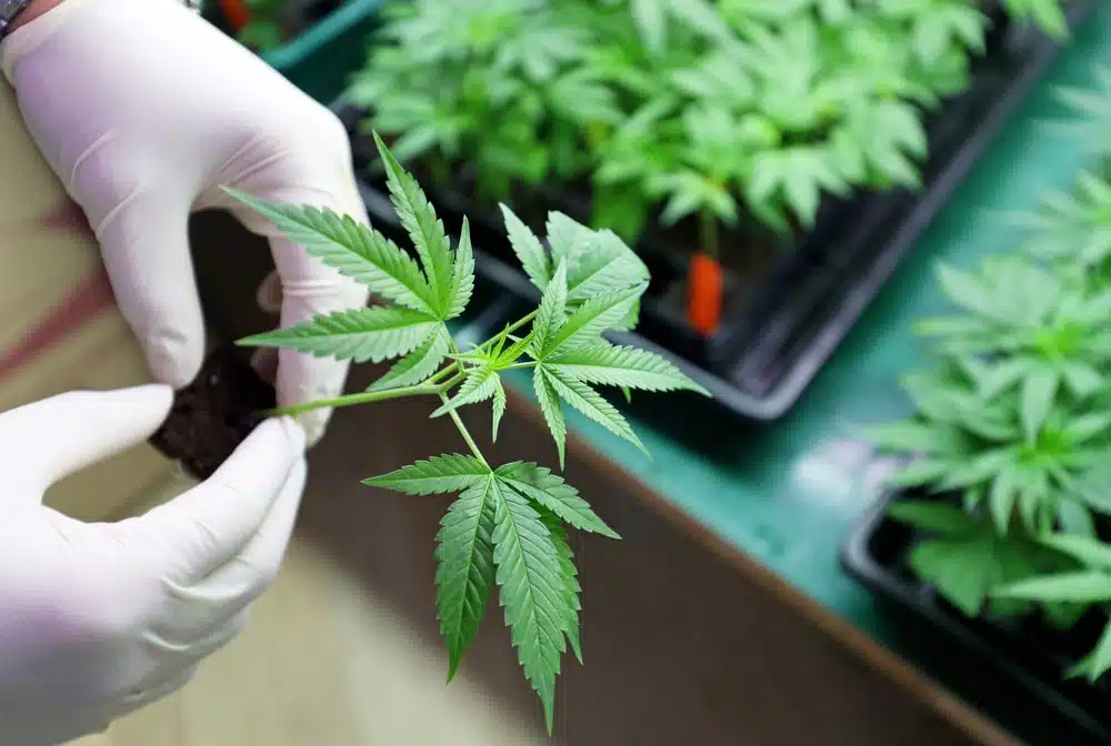 Young marijuana plant being transplanted by gloved hands