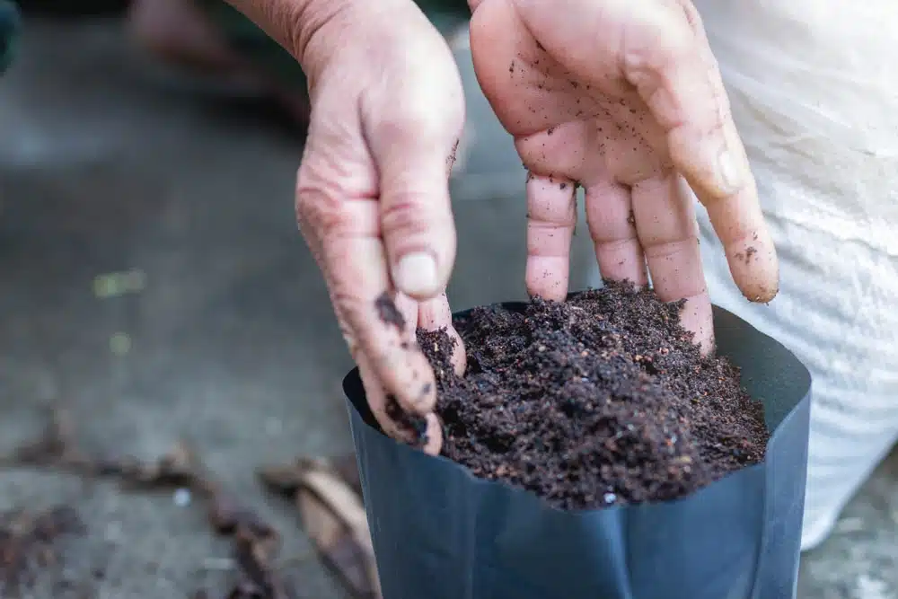 Hands that are preparing the soil to grow cannabis seeds straight into soil