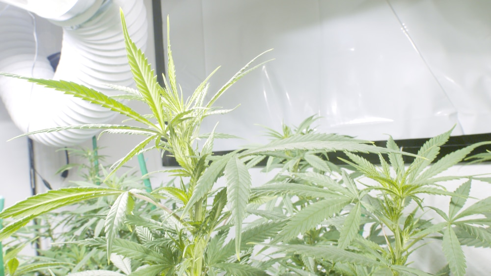 Marijuana plants in a white grow room