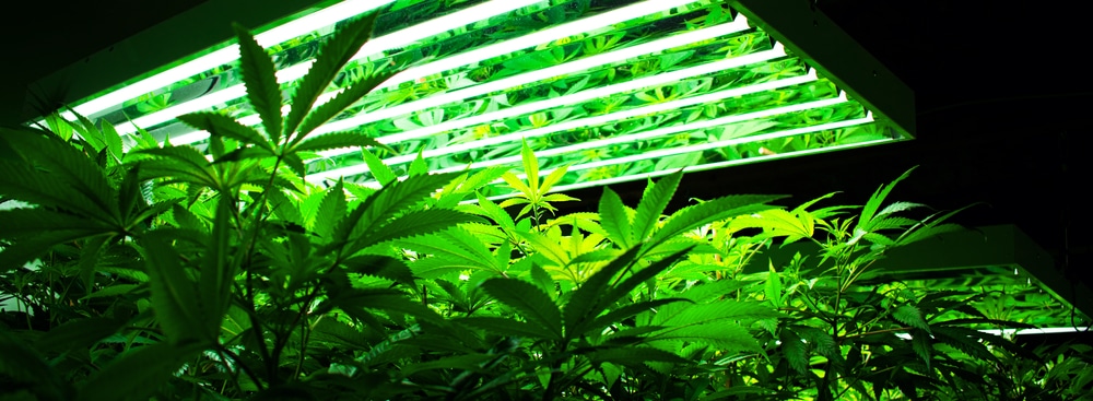 Cannabis plants growing under flourescent lights