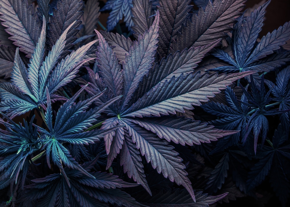 Purple-tinted cannabis leaves
