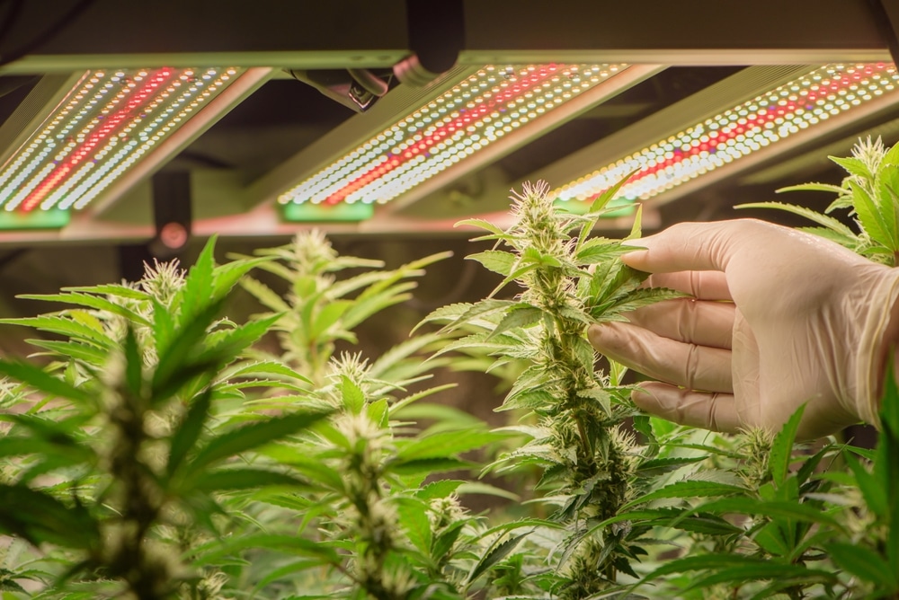 growing hydroponic marijuana under full spectrum LEDs