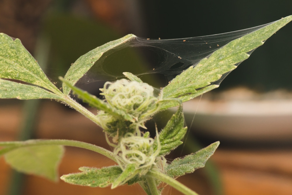 Hydroponic marijuana plant showing symptoms of pests