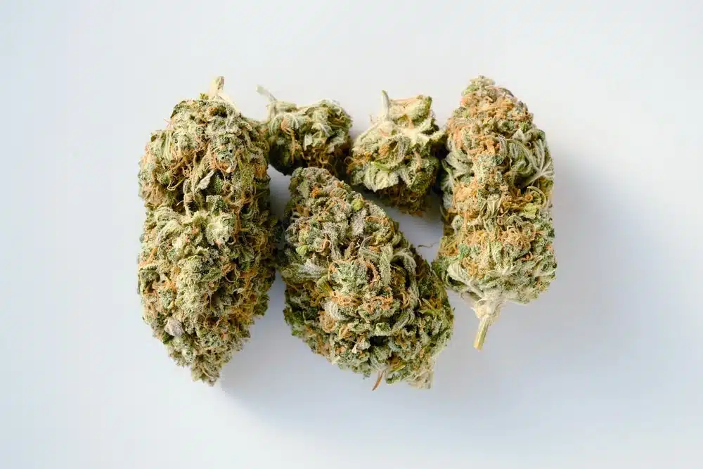 Different sisez and shapes of dried and cured hydroponic marijuana