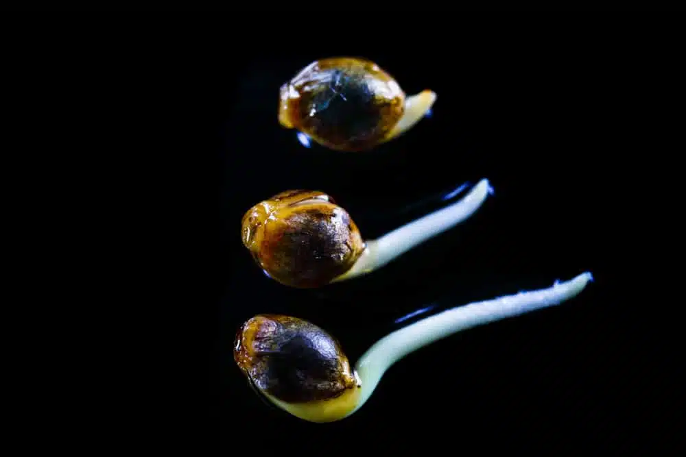growing hydroponic marijuana, three seedlings presenting different stages of taproot development