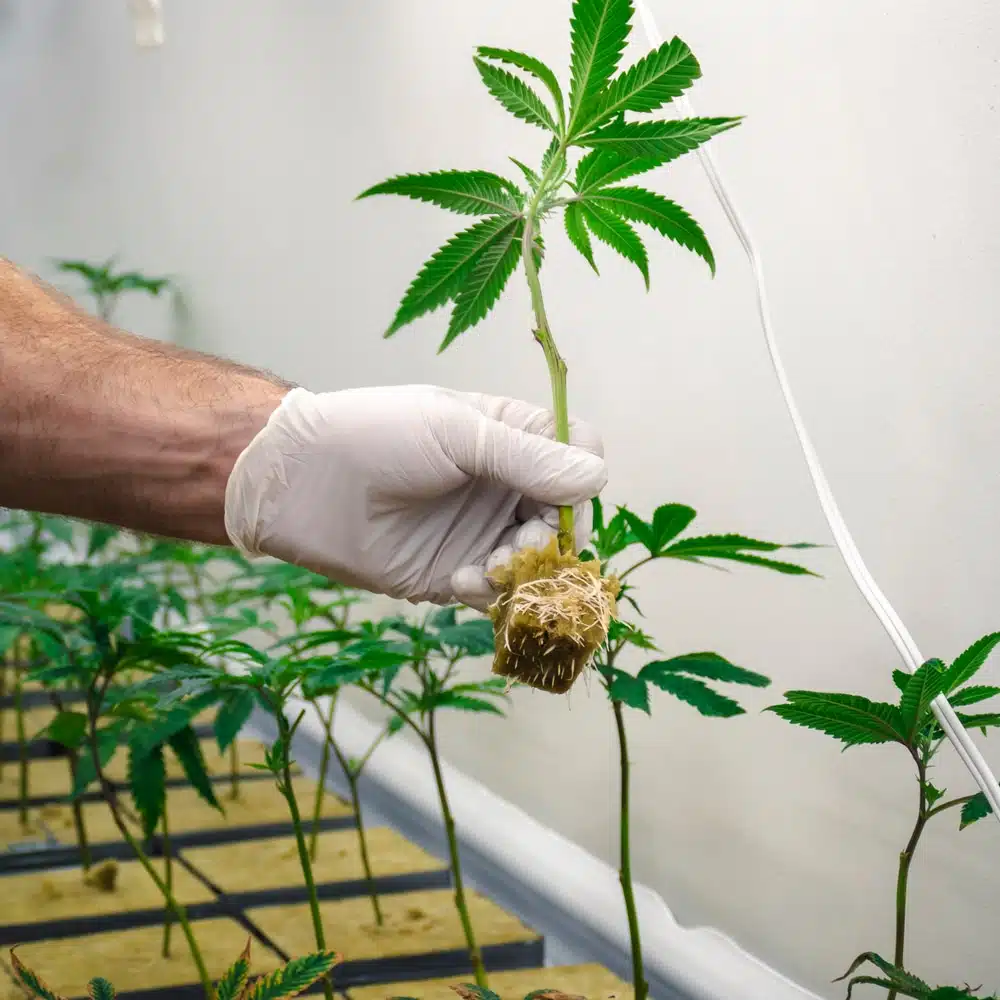 Growing hydroponic marijuana and selecting plants for cultivation