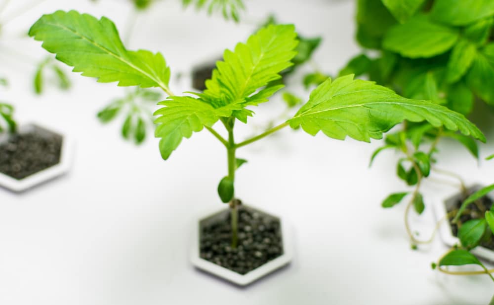 Young marijuana plants in a grow tray hydroponic setup