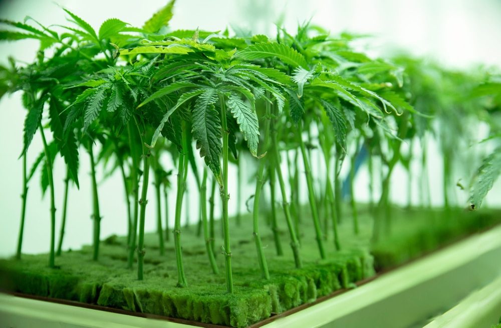 Hydroponic marijuana plants in a grow tray, ready to be transplanted