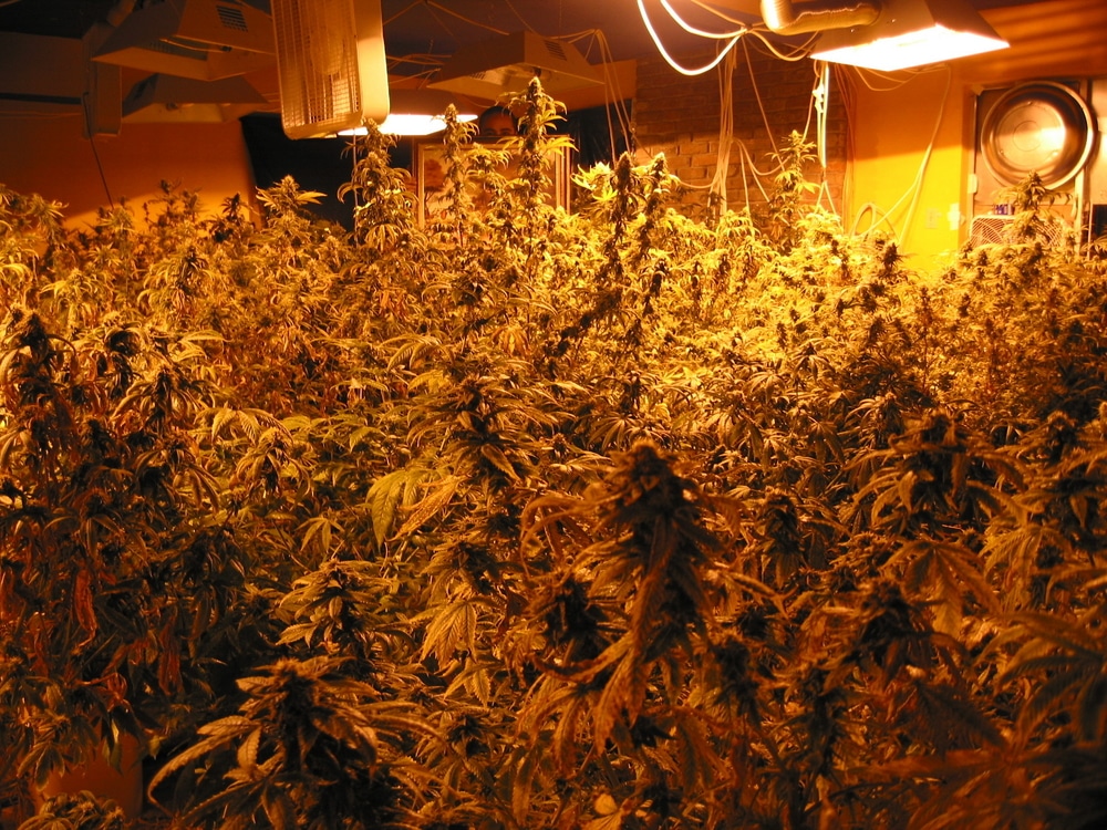 A yellow tinted grow room full of cannabis plants under grow lights
