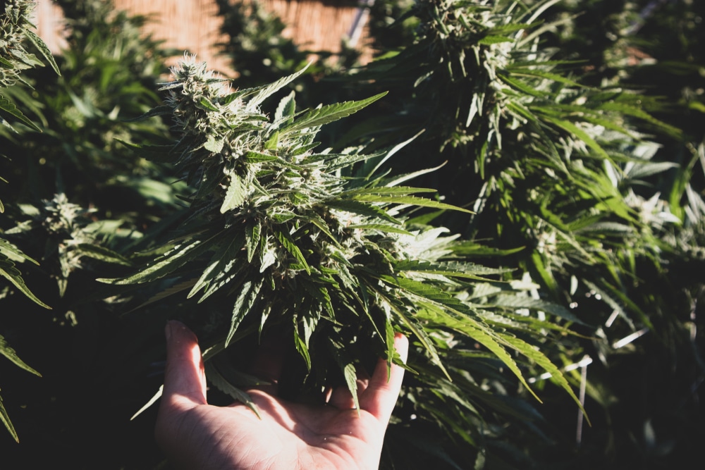 Marijuana Growing Stages: A Guide | The Seed Fair