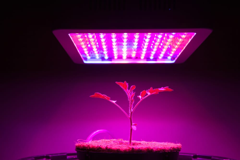 growing marijuana from seed to harvest indoors - seedling under a full spectrum LED