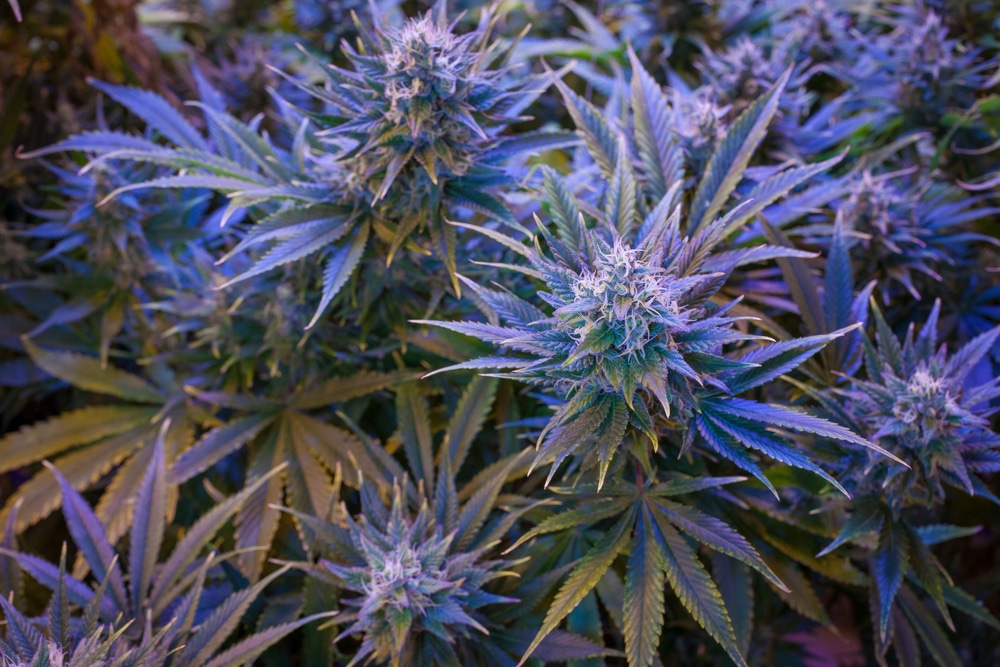 Healthy cannabis plant with a purple hue, almost ready to be harvested