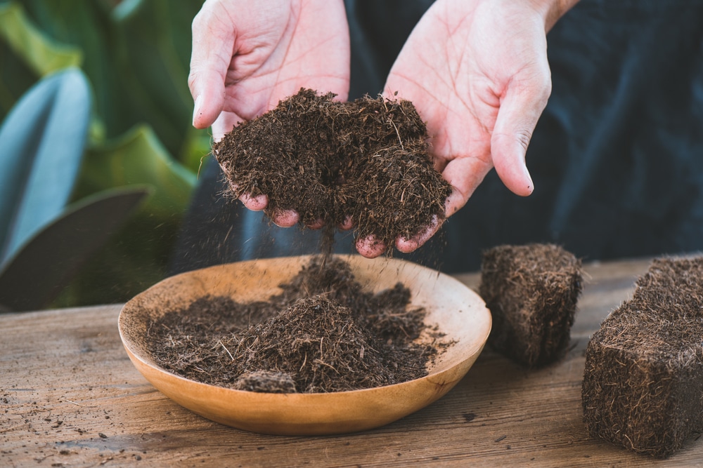 Hands preparing coco peat for a new marijuana grow