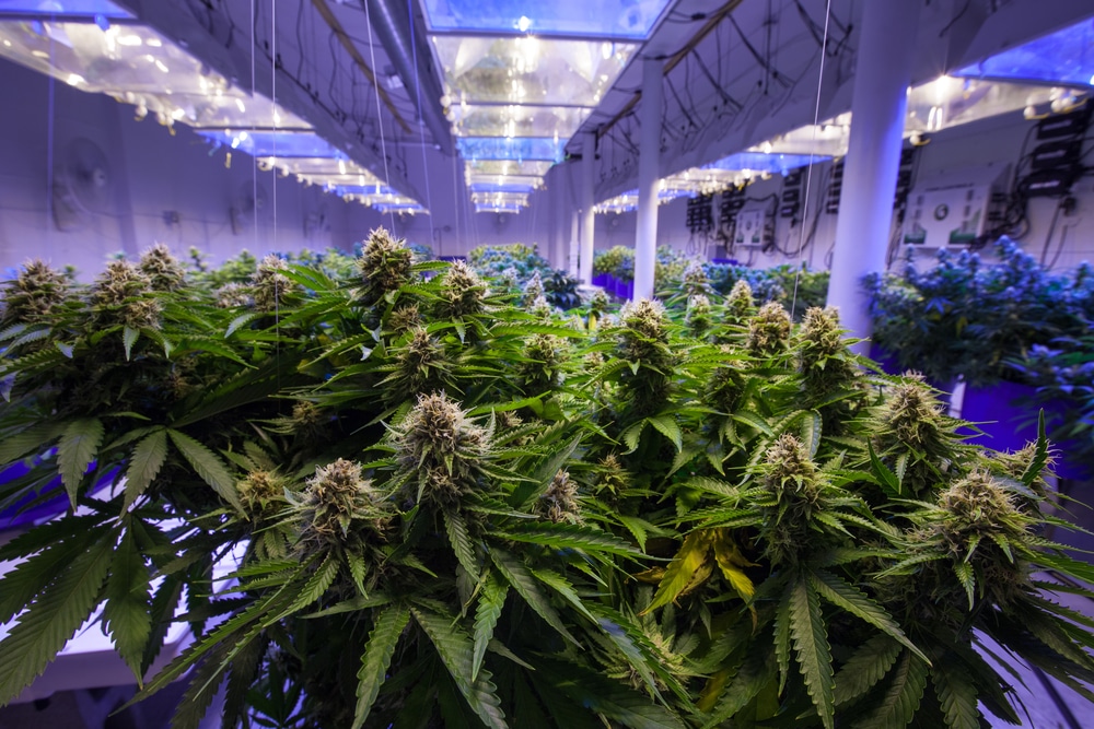 A commercial marijuana grow room, full of plants under HID lighting