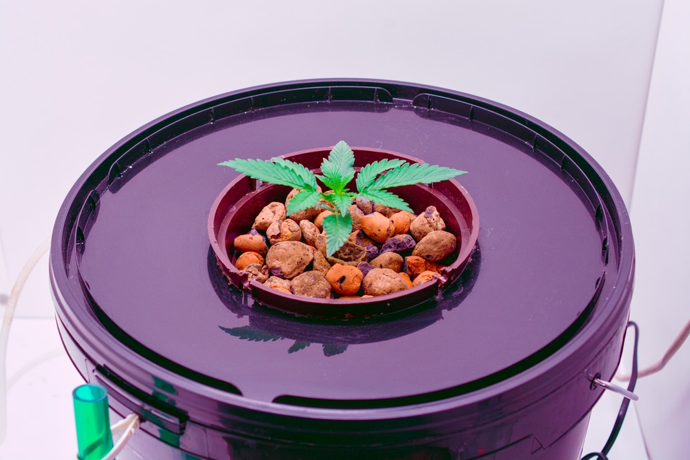 healthy marijuana bush growing in hydroponics 