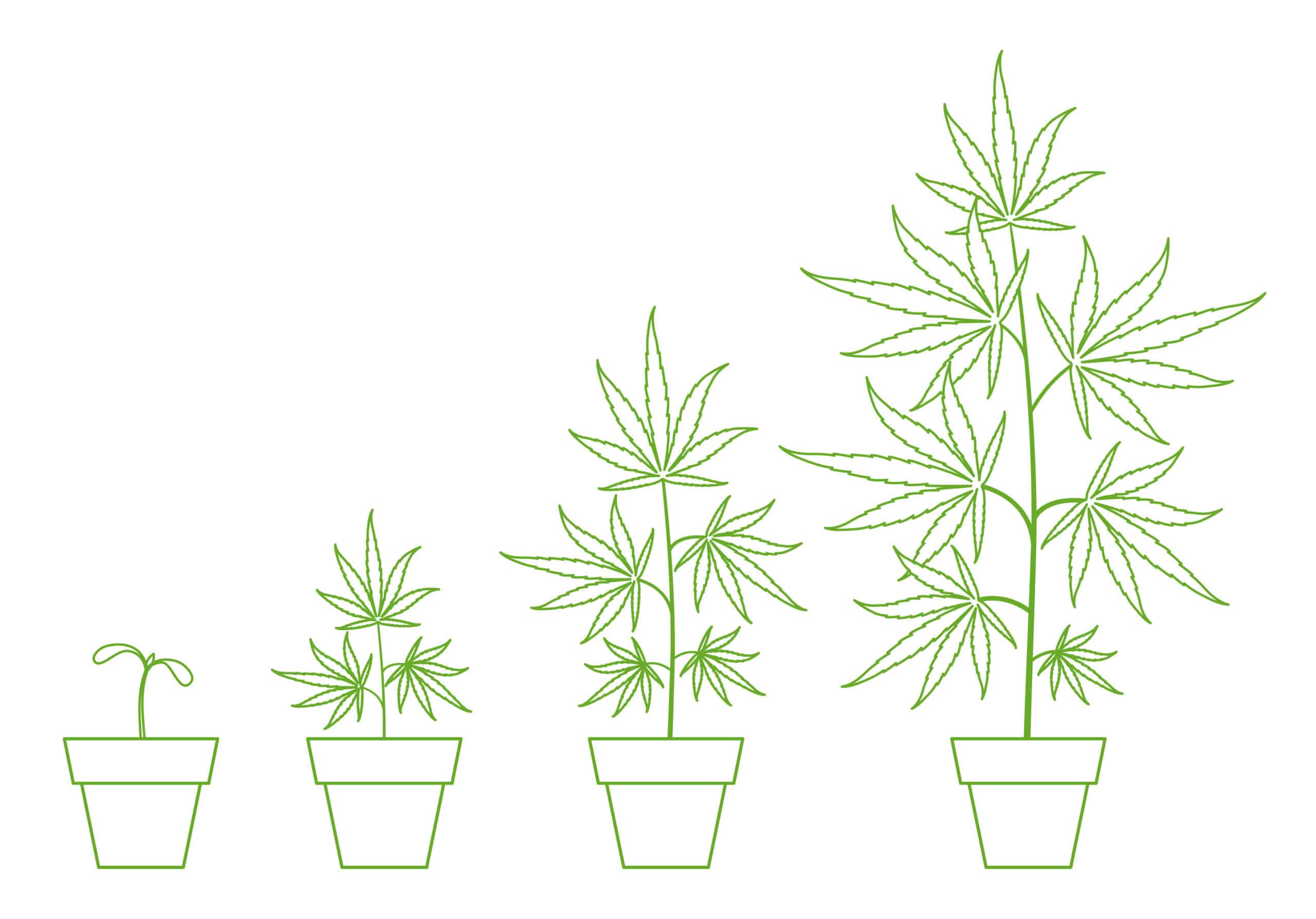 Vector graphic of marijuana plants at different growth stages