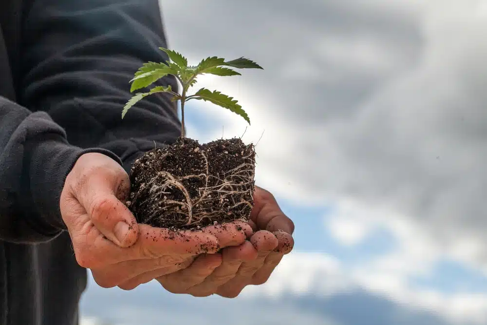 Hands holding a young marijuana plant that's ready to be transplanted
