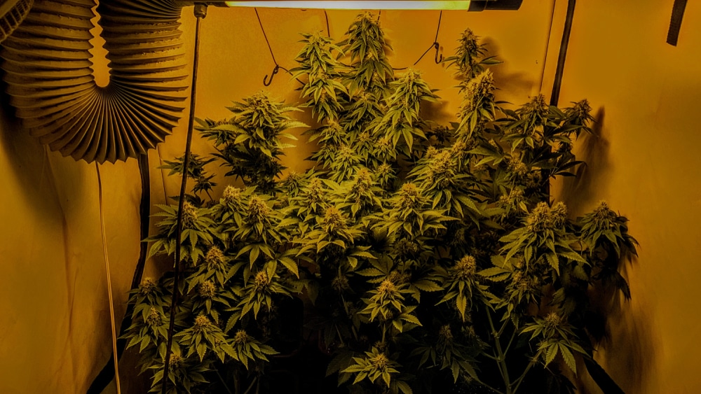 Marijuana growing in an indoor grow space