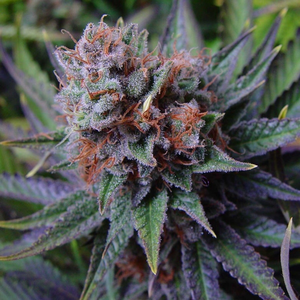 Blue dream autoflower cannabis bud