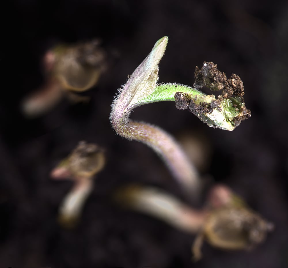 Sprouted cannabis seedlings peeking from the soil