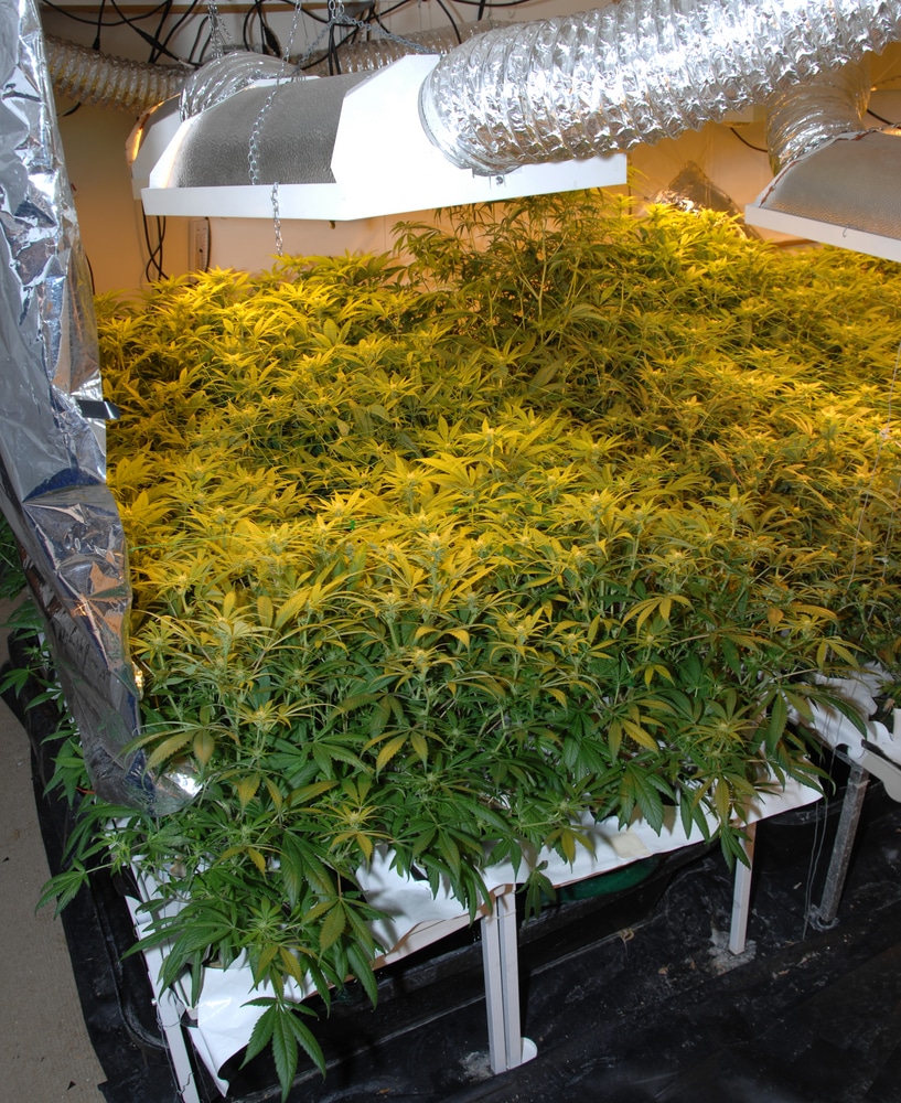 an indoor marijuana grow during the vegetative growth stage