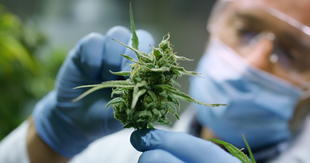 Grower inspecting a cannabis bud