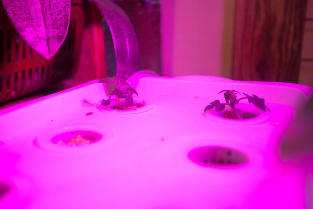 marijuana sprouts under an LED grow light