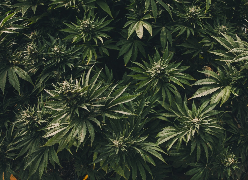 A topical view of healthy cannabis plants