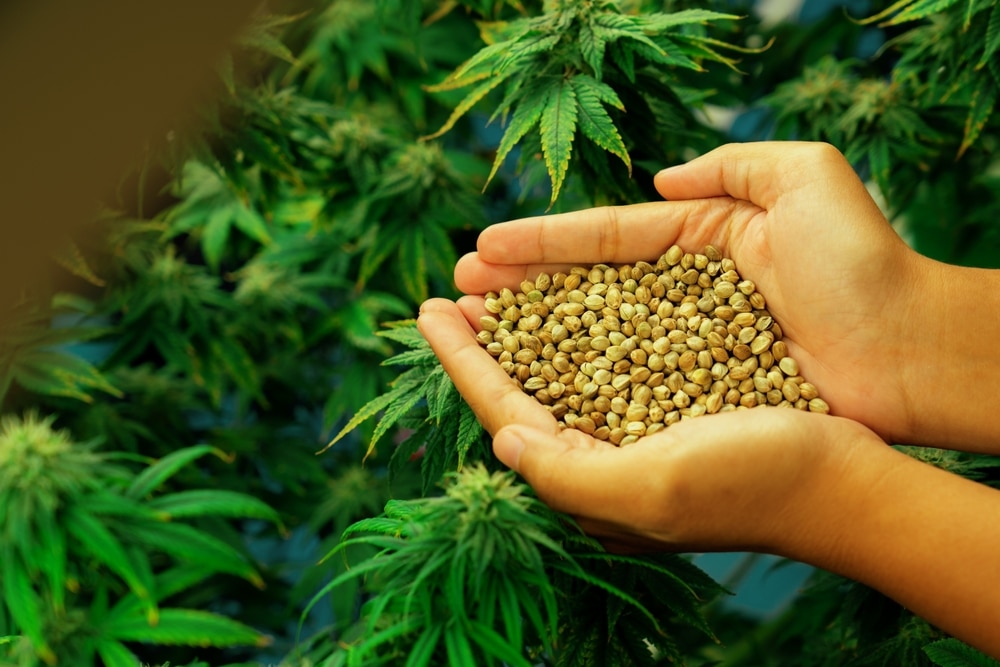How to store marijuana seeds - a handfull of fresh cannabis seeds