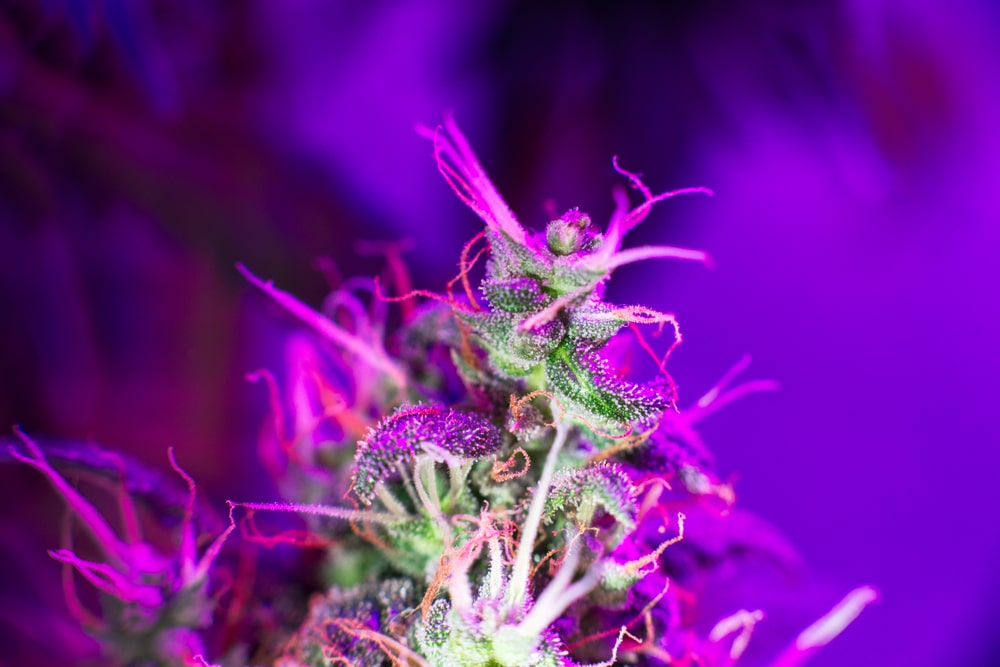 Marijuana plant growing under LED light