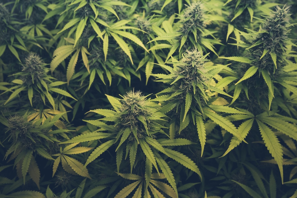 marijuana growing tips - healthy plants developing buds
