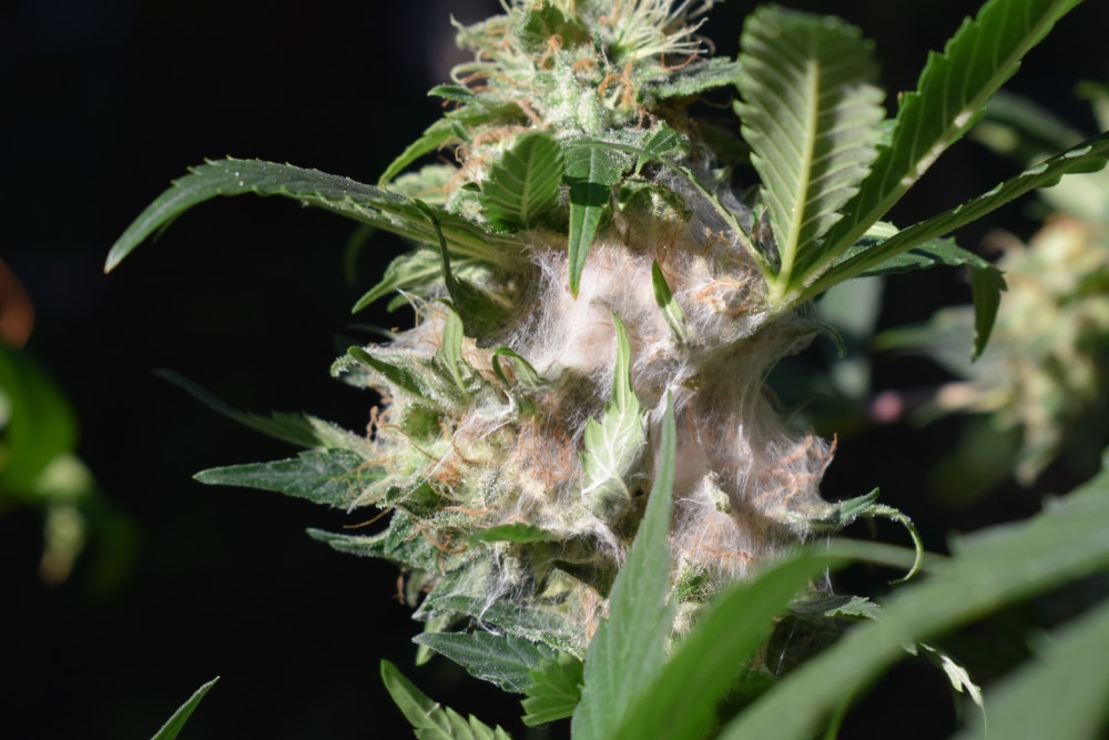 marijuana growing tips, a moldy plant