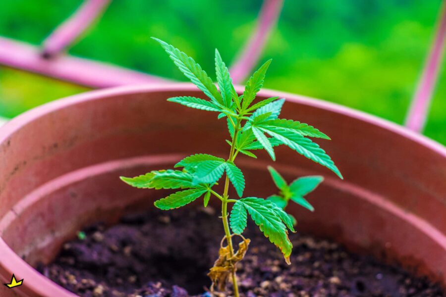 Young cannabis plant in a pot growing outdoors