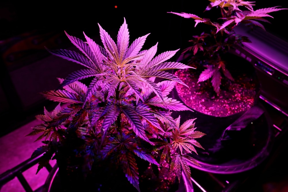 What Makes Auto Feminized Weed Seeds a Top Choice? TSF