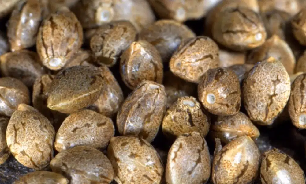 regular vs feminized seeds | The Seed Fair regular vs feminized seeds