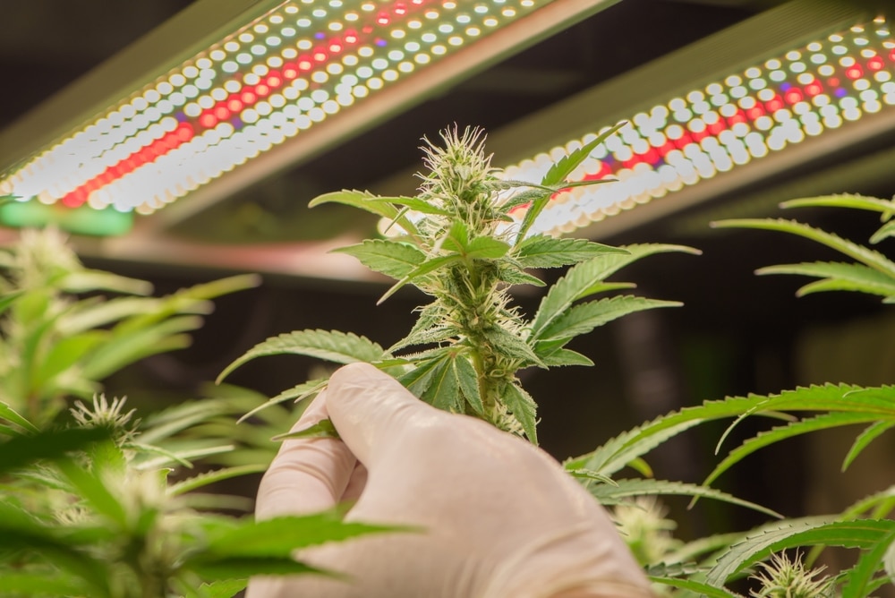 Grower checking cannabis buds growing under LED lights