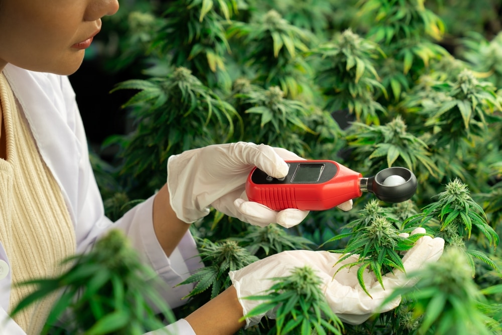 Grower measuring light levels and temperature of a marijuana grow