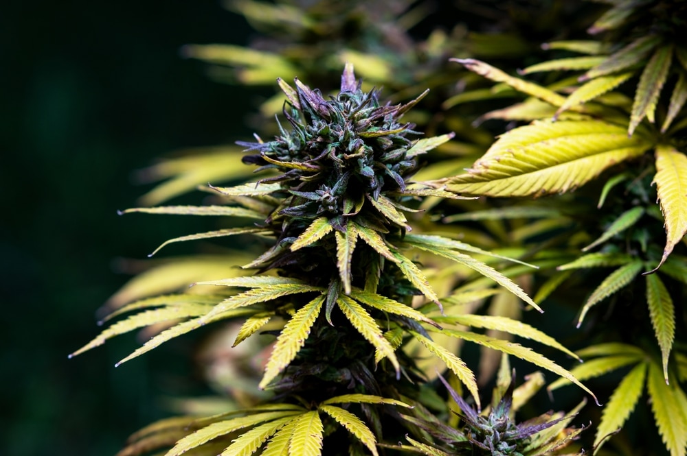 Healthy buds on a marijuana plant, ready for harvest