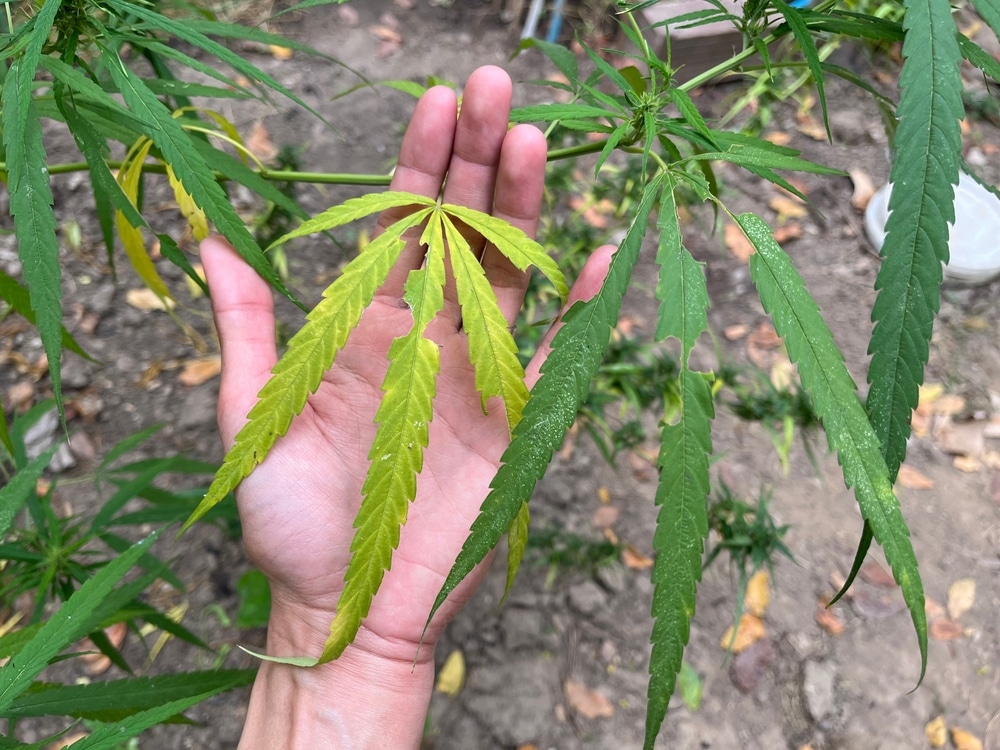 where does marijuana grow wildly, a large yellowing cannabis leaf