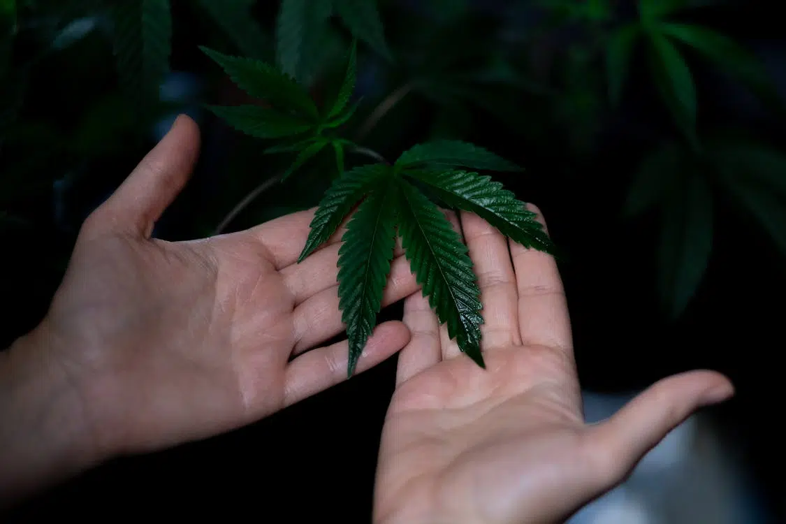 best soil to grow marijuana