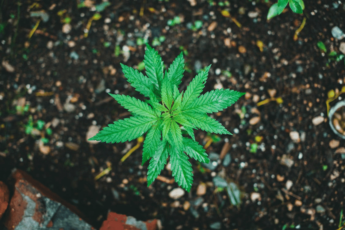 best soil to grow marijuana