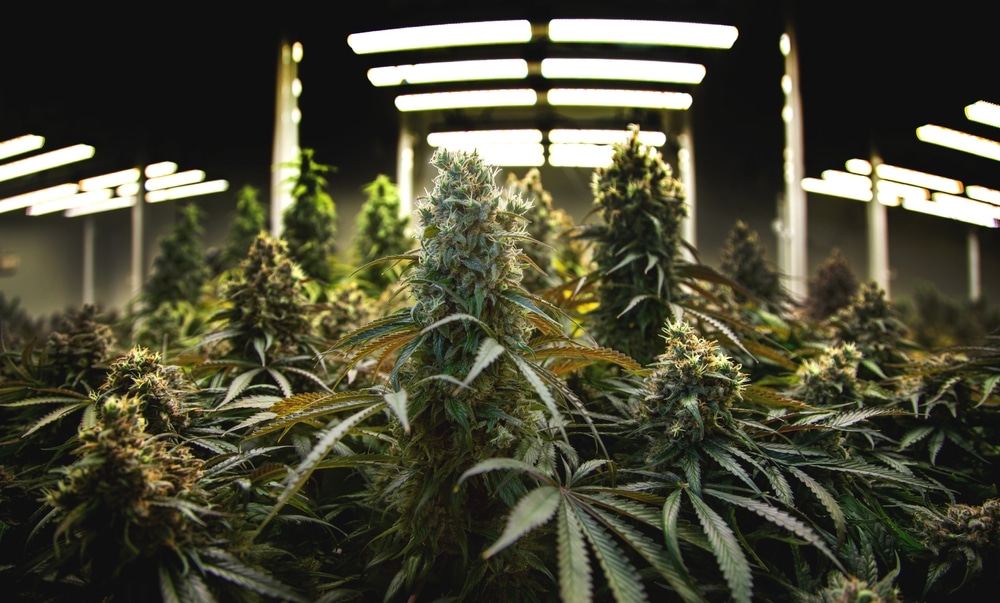 Grow Marijuana Indoors Without Smell