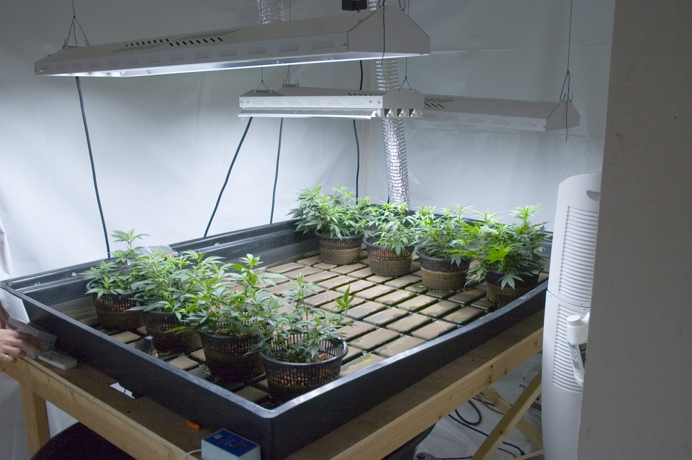 The essentials of growing marijuana indoors