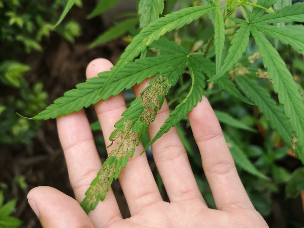 common issues in indoor marijuana cultivation