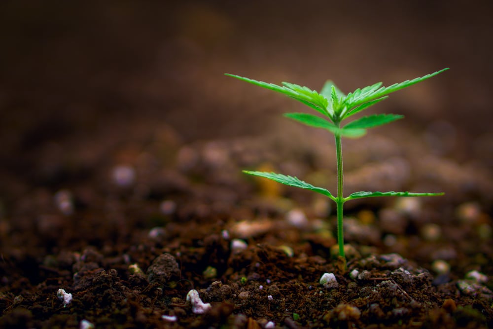 cannabis plant in vegetative stage 